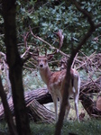 FZ019595 Blurry Fallow deer (Dama dama) in the evening.jpg